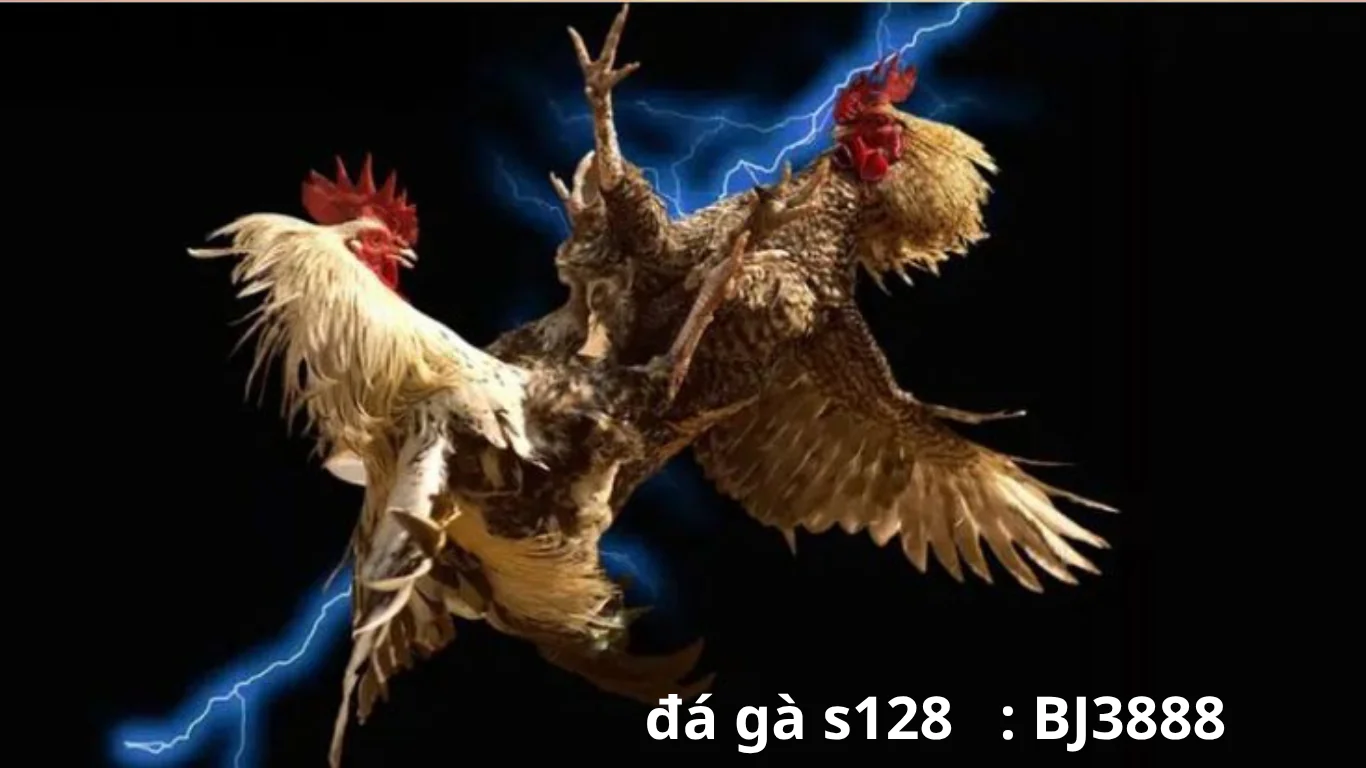 Giới thiệu đôi nét về đá gà S128 : bj3888
