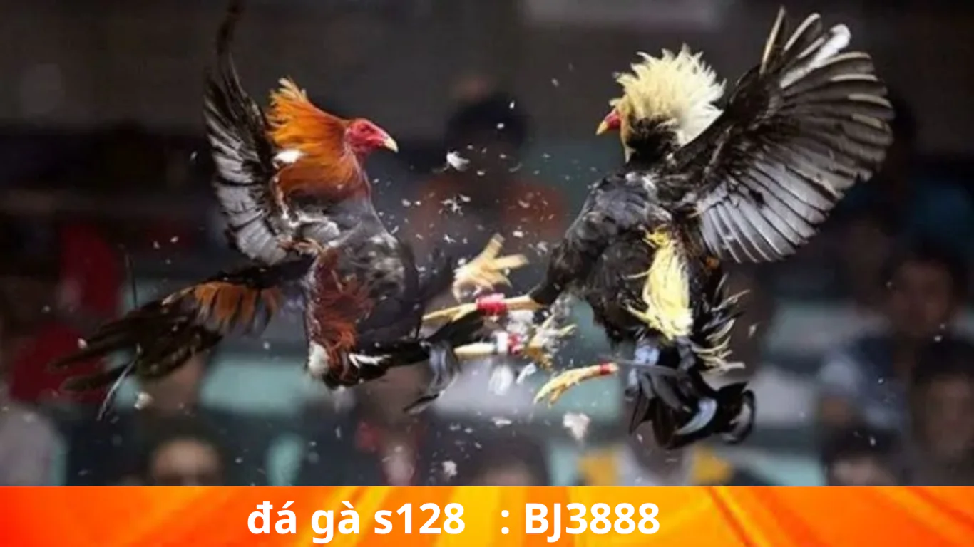 Ưu điểm của sân chơi cá cược đá gà S128 : bj3888