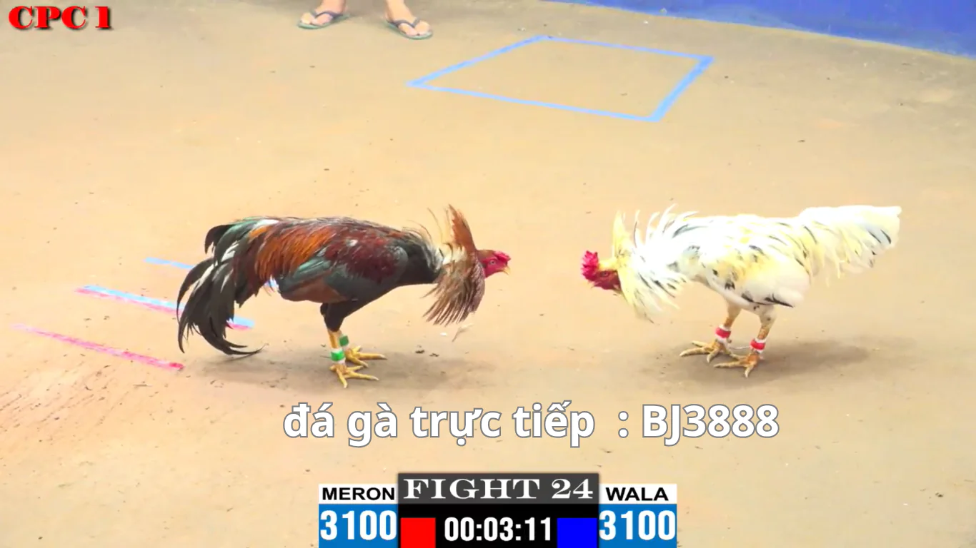 trang chủ đá gà trực tiếp bj3888