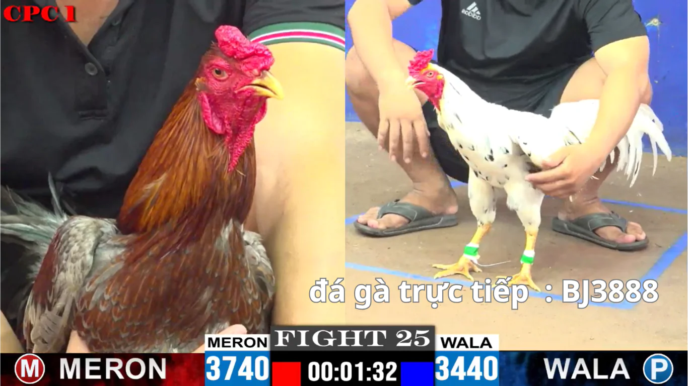 sảnh đá gà sv388 có gì nổi bật tại trang website : bj3888