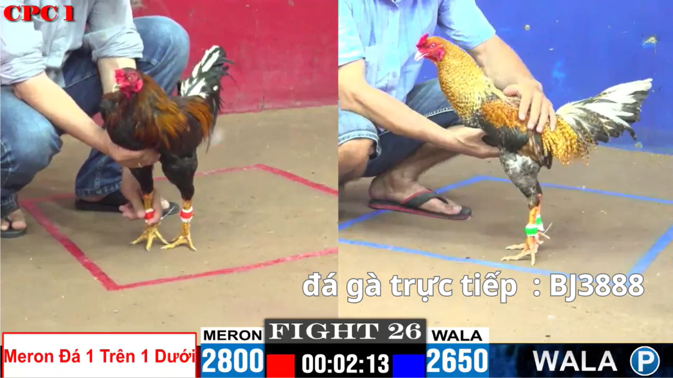Cách đăng ký và tham gia đá gà SV388