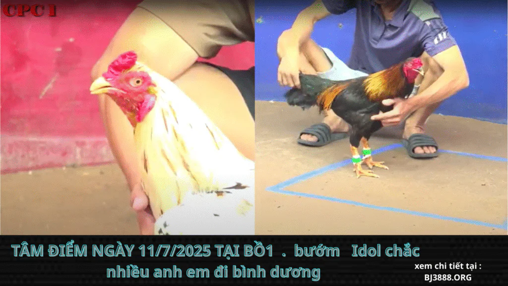 ĐÁ GÀ TRỰC TIẾP bj3888