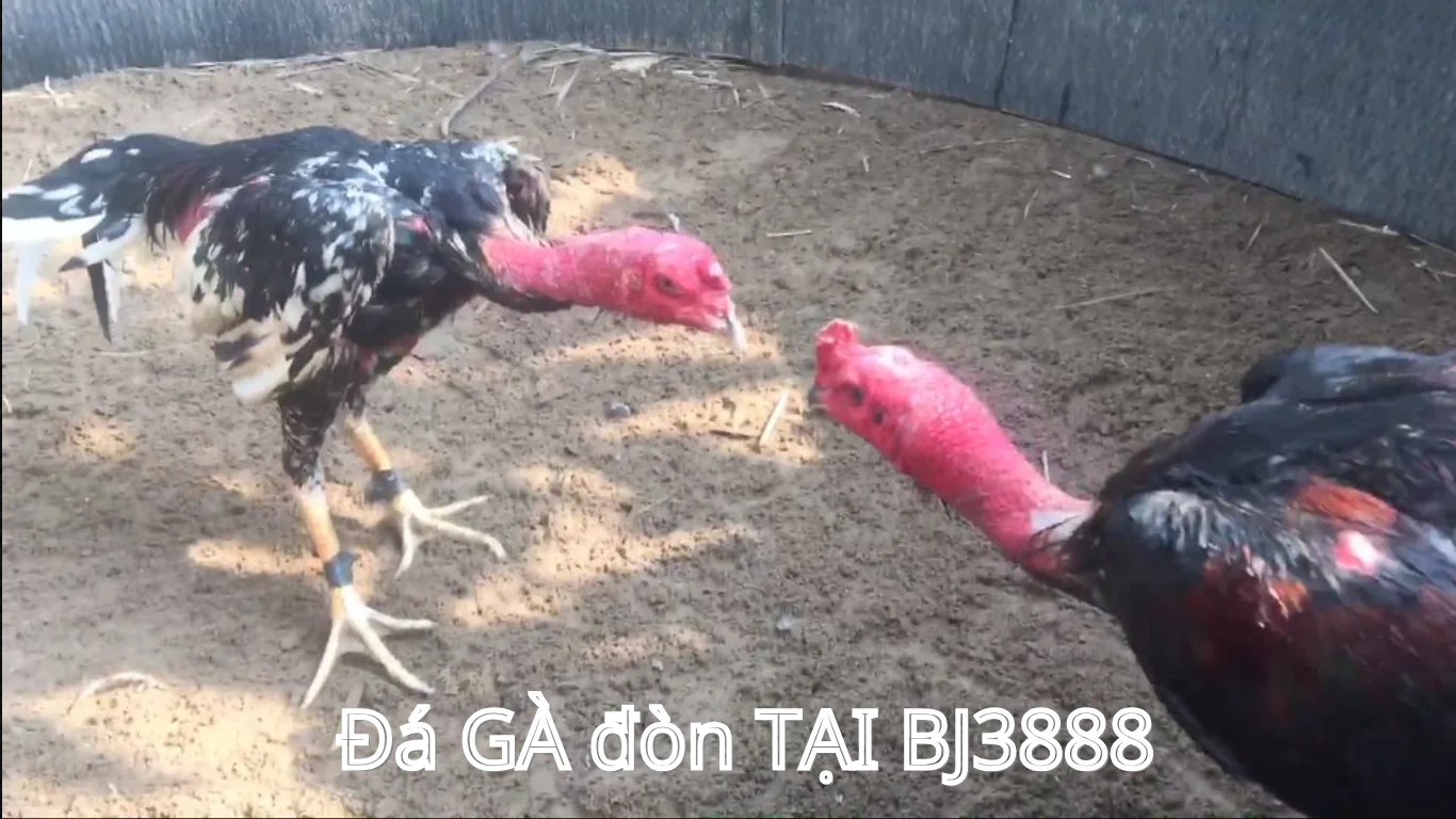 Các trường gà phát sóng trực tiếp đá gà đòn - BJ888