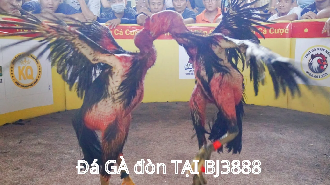 LCIJ ĐÁ GÀ ĐÒN , GÀ CHỌI CẬP NHẬT HÀNG NGÀY TẠI BJ3888