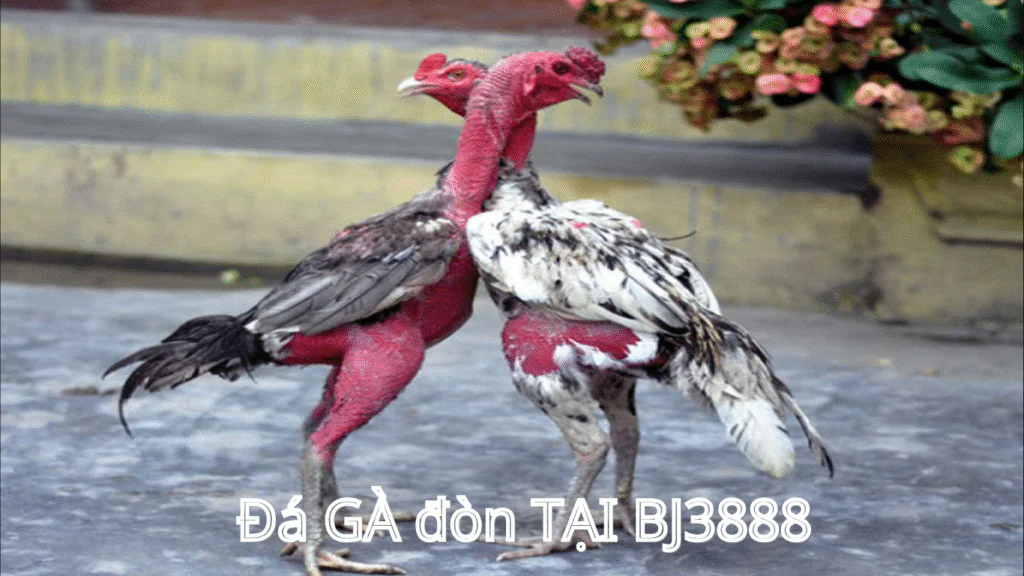 Cách Phân Biệt Gà Chọi