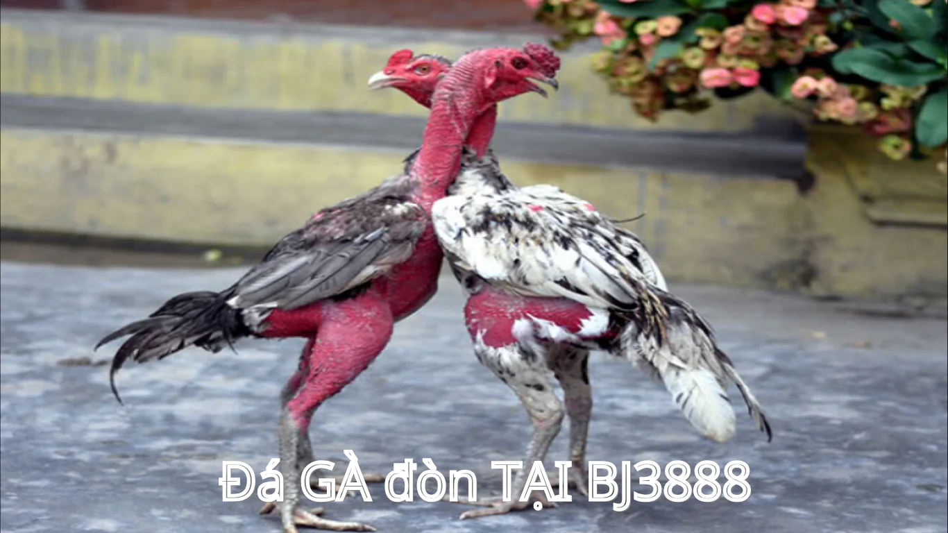Kinh nghiệm xem trực tiếp và cá cược đá gà hiệu quả - BJ3888