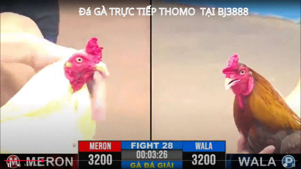 BỒ GÀ TONHON . ĐỒNG HÀNG CŨNG ĐÁ GÀ TRƯỢC TIẾP THOMO TẠI BJ3888