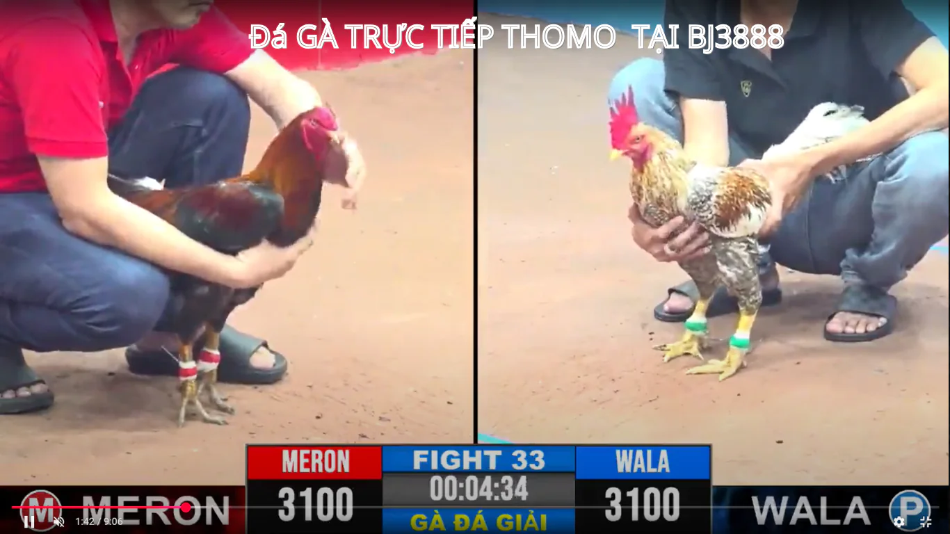 link đăng ky đăng nhập đá gà trược tiếp tại bj3888 