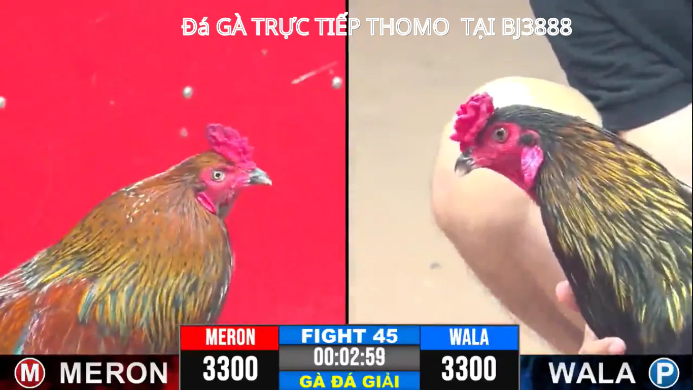 link đăng ký tải app đá gà trực tiếp thomo - bj3888 