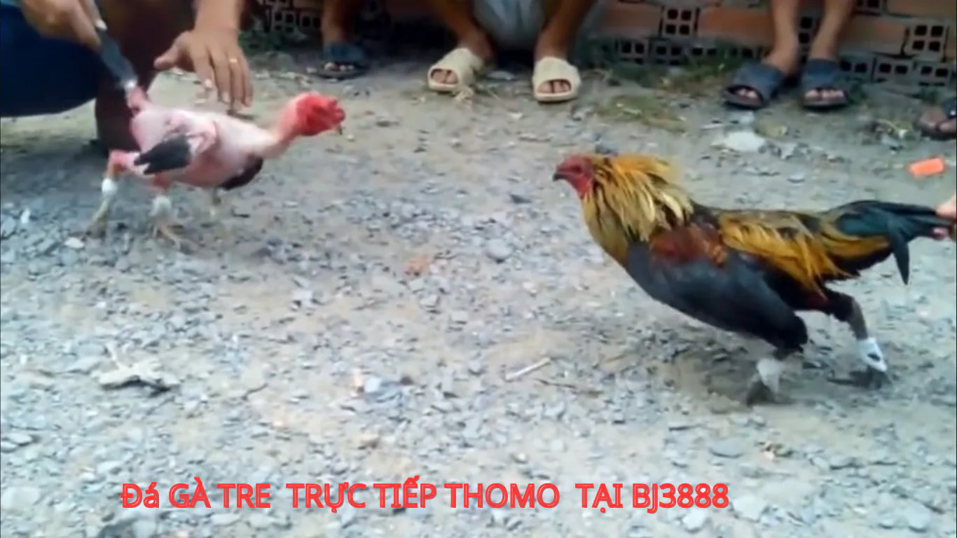 kênh đá gà tre trực tiếp thomo - bj3888 