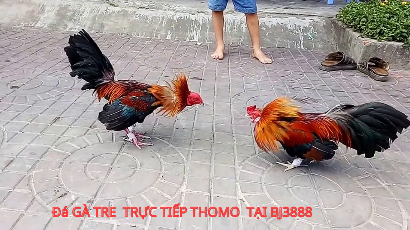 đăng ký tài khoản đá gà tre trực tiếp tại bj3888 