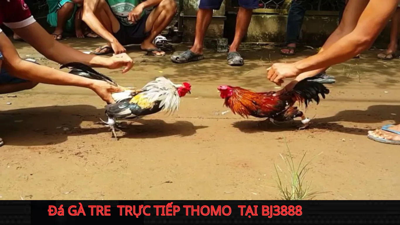 hướng dẫn tải appv đá gà tre trực tiếp hàng ngày tai - bj3888 mới nhất 2025