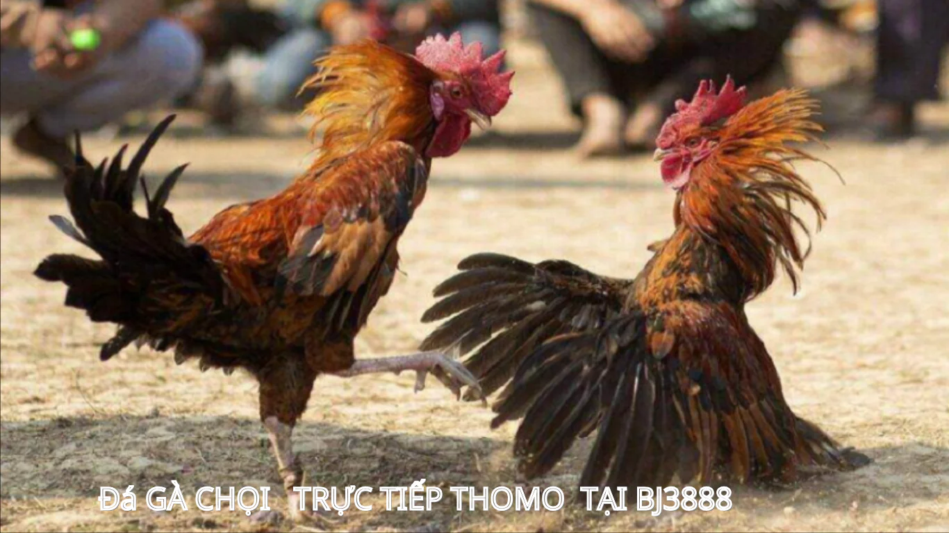 BJ3888 TRANG CHỦ TRỰC TIẾP ĐÁ GÀ CHỌI HÀNG NGÀY 