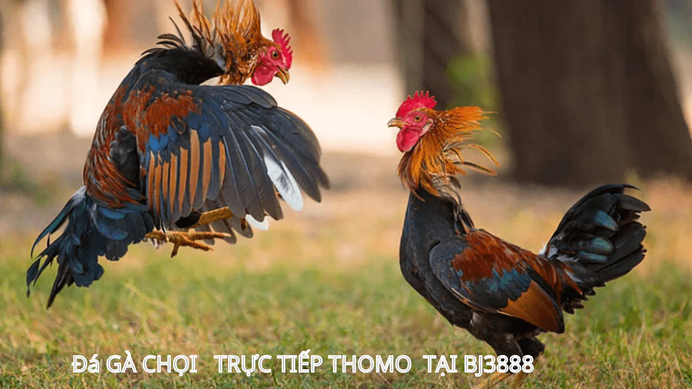 link vào trang chủ đăng ký , đăng nhập đá gà chọi c1 trực tiếp - bj3888