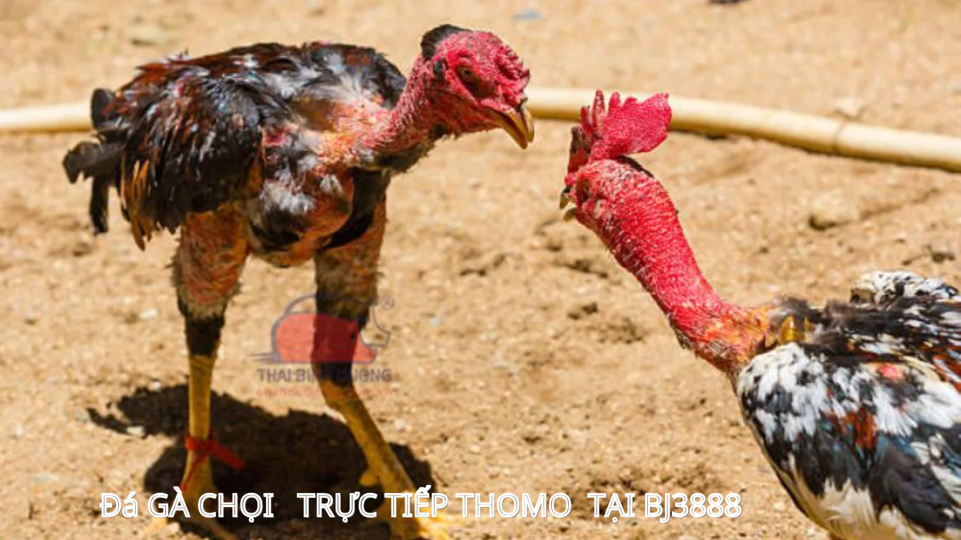 tải app đá gà chọi trực tiếp tại bj3888 