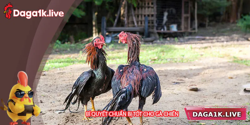 Bí quyết giúp gà chuẩn bị tốt trước trận đấu - BJ3888 