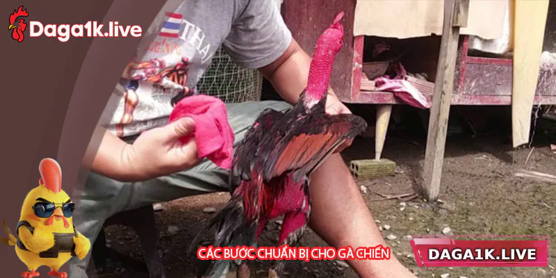Các bước chuẩn bị quan trọng cho gà chiến - BJ3888 