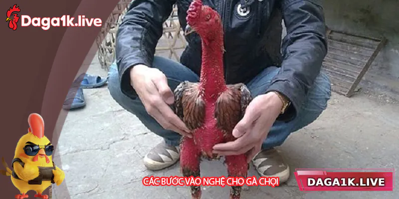Các bước vào nghệ cho gà chọi - BJ3888 