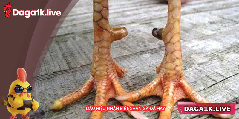 Dấu hiệu nhận biết chân gà đá hay TẠI BJ3888 