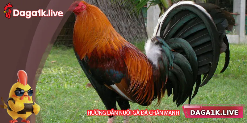 Hướng dẫn cách nuôi gà đá chân mạnh - BJ3888