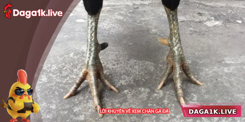 Lời khuyên về cách xem chân gà đá hay TẠI BJ3888 