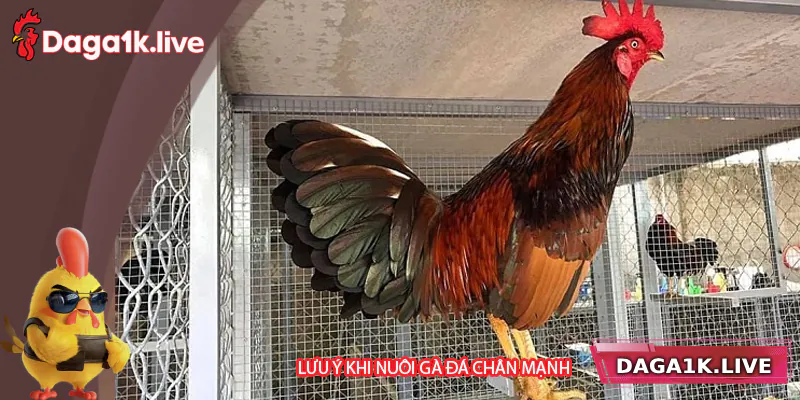 Lưu ý khi nuôi gà đá chân mạnh - BJ3888