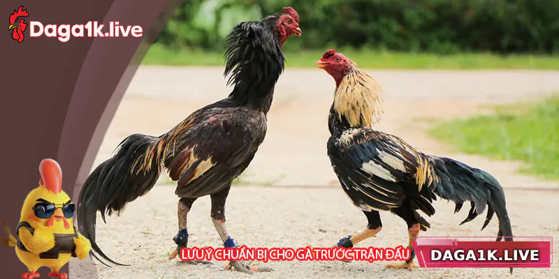 Những lưu ý quan trọng cho gà trước trận đấu - BJ3888 