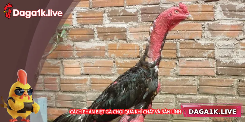 Phân biệt gà chọi qua khí chất và bản lĩnh - bj3888