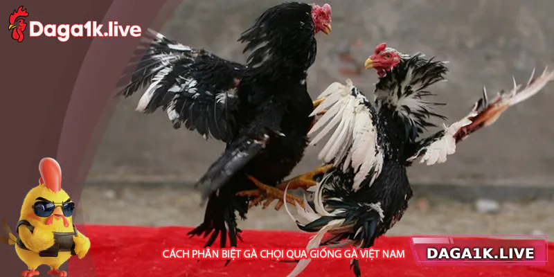 Phân biệt gà chọi theo giống gà Việt Nam - bj3888