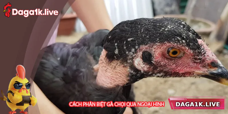 Phân biệt gà chọi thông qua ngoại hình Tại L bj3888 
