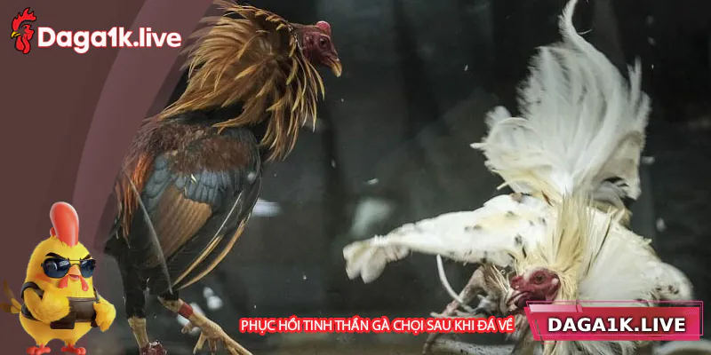 Phục hồi tinh thần cho gà chiến sau trận đấu - BJ3888