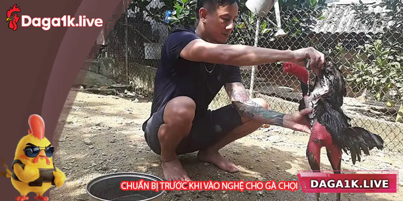 Quá trình chuẩn bị trước khi vào nghệ gà chọi - BJ3888 