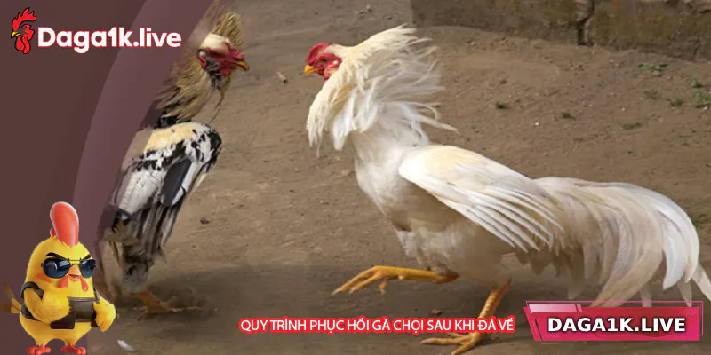 Quy trình phục hồi gà chọi sau trận đấu - BJ3888