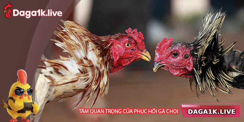 Tầm quan trọng của việc phục hồi cho chiến kê sau trận đấu - BJ3888