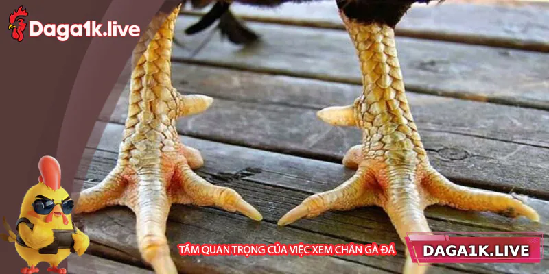 Tầm quan trọng của việc xem chân gà đá TẠI BJ3888