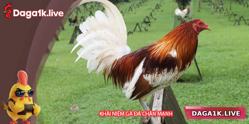 Tìm hiểu về khái niệm đá gà chân mạnh - BJ3888