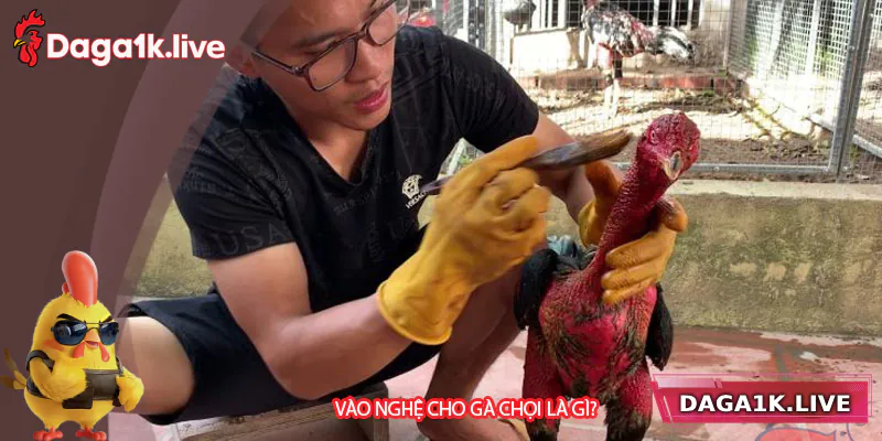 Tìm hiểu về khái niệm và vai trò của việc nghệ gà chọi - BJ3888 