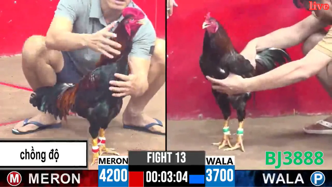 BJ3888 - Trang Chủ Live Đá Gà Thomo Mỗi Ngày