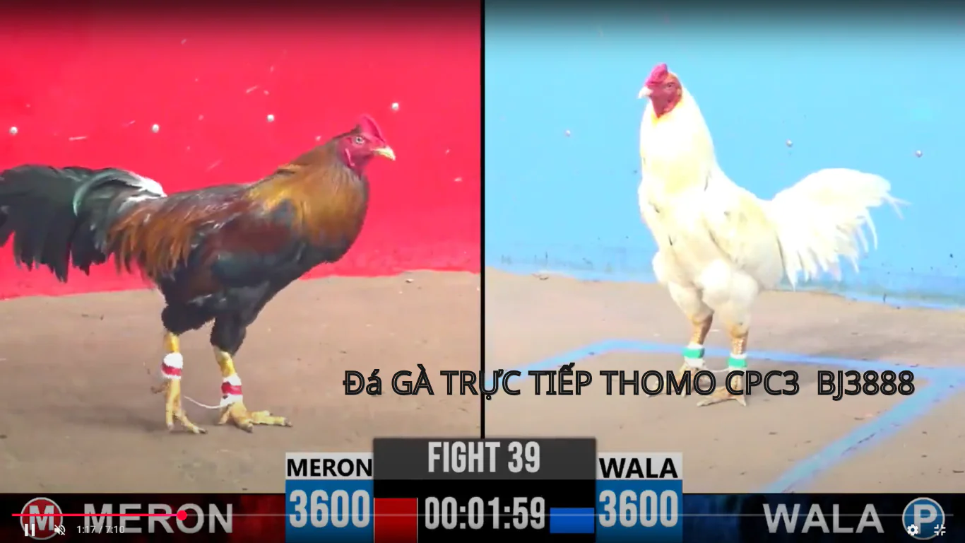 Đá Gà Trực Tiếp CPC4 - BJ3888: Trải Nghiệm Nhanh Chóng Và Hấp Dẫn
