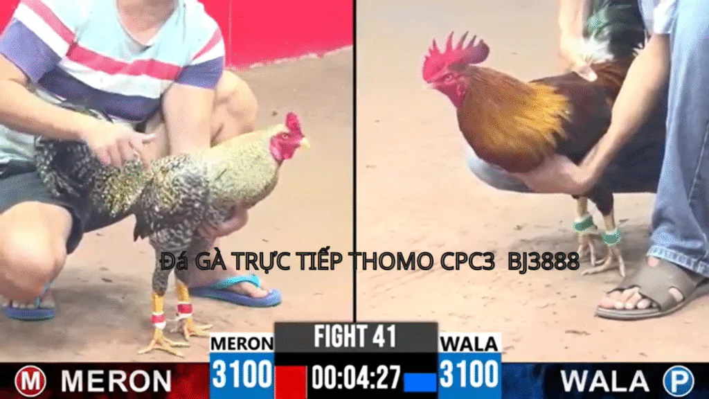 Hướng Dẫn Tham Gia Đá Gà Trực Tiếp Tại CPC4 - BJ3888