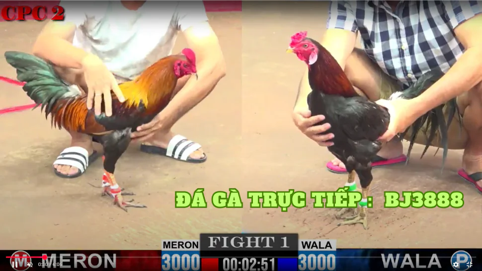 Đá Gà Trực Tiếp - BJ3888: Nơi Giải tỏa Đam Mê và Cơ Hội