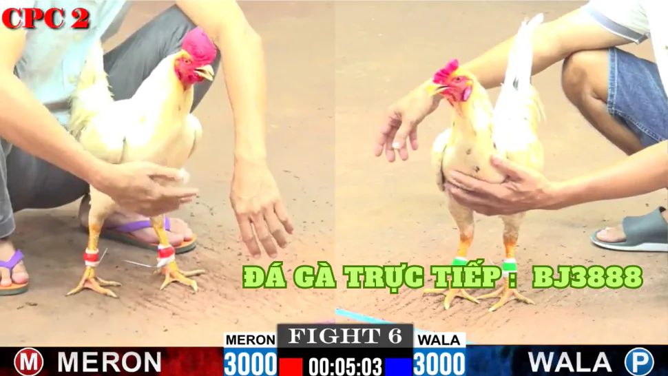 Bj3888 - Nền Tảng Đá Gà Trực Tuyến Hàng Đầu
