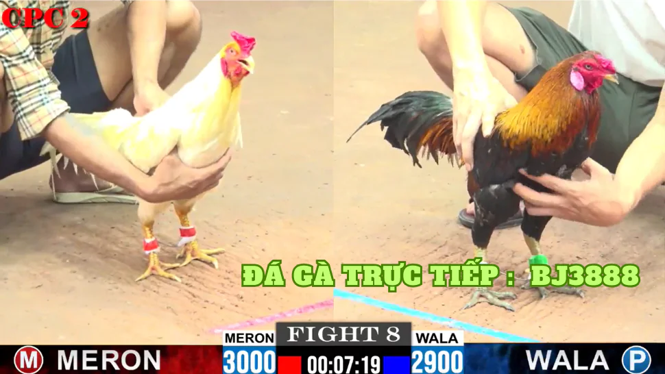 Cách Chơi Đá Gà Hiệu Quả Trên Bj3888