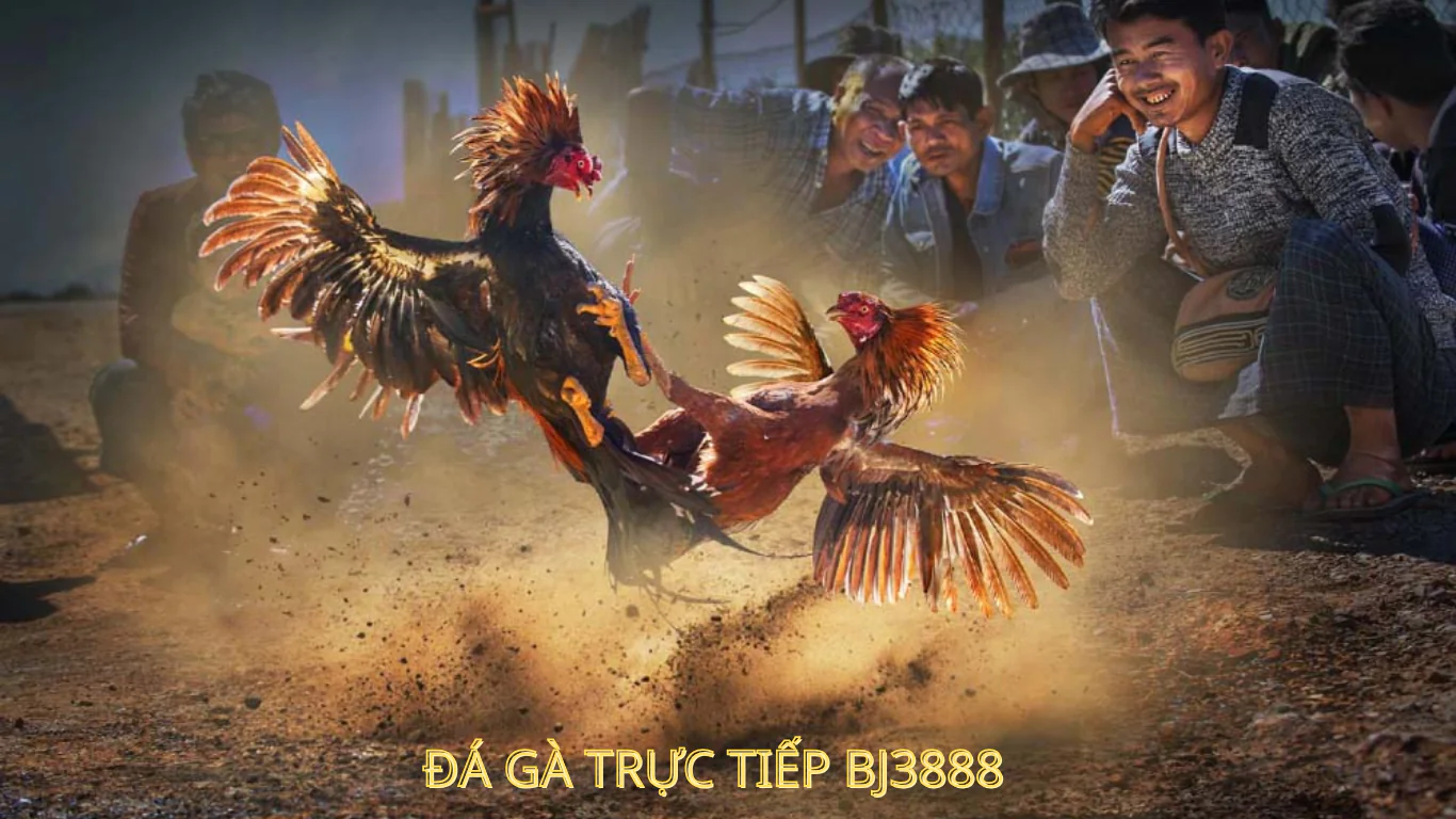 Tìm hiểu về đặc điểm của đá gà trực tiếp BJ3888