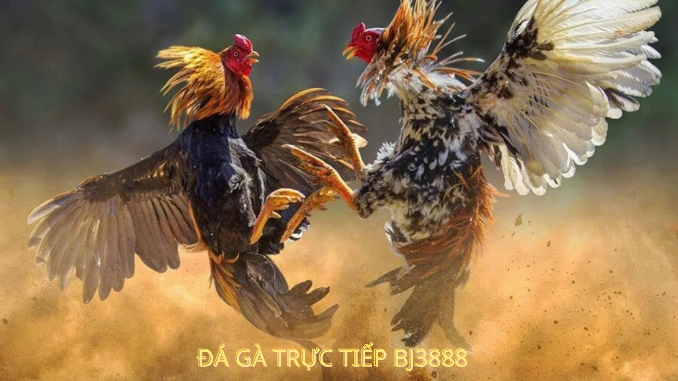 TRANG CHỦ ĐÁ GÀ TRỰC TIẾP bj3888