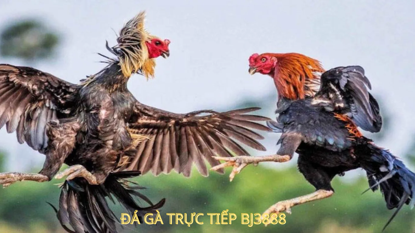 KÊNH ĐÁ GÀ THOMO trực tiếp BJ3888