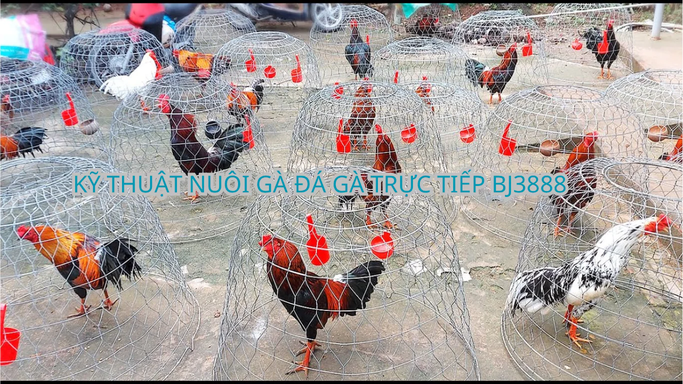 KỸ THUẬT NUÔI GÀ ĐÁ , CÁC CHIẾN KÊ THOMO TẠI : BJ3888