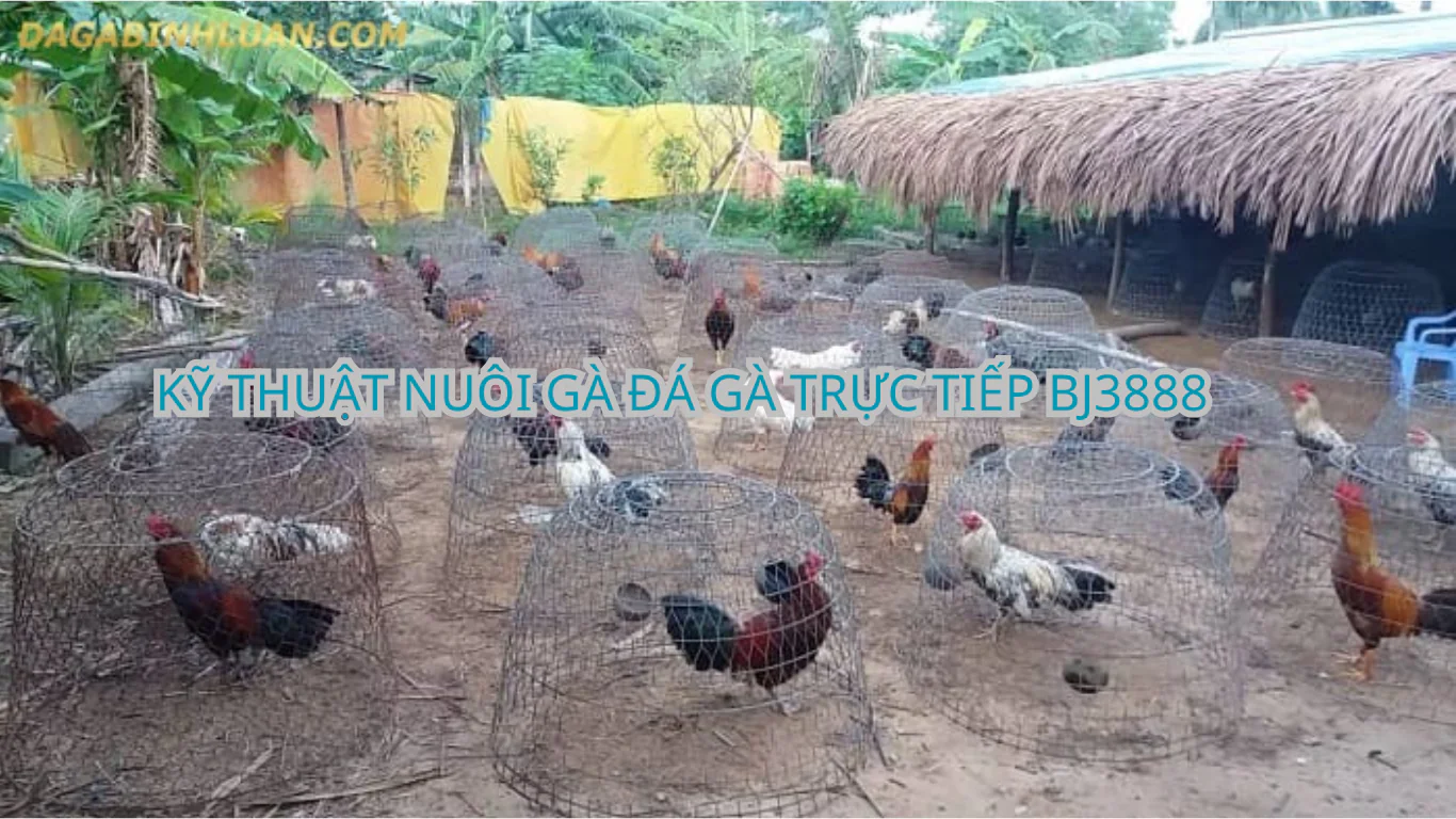 TRANG TRẠI GÀ ĐÁ , BỒ GÀ TONHON , ĐẾN TỪ NHÀ CÁI BJ3888