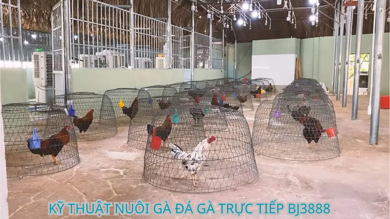 các giống gà được cá bồ thomo tuyển chọn tại bj3888