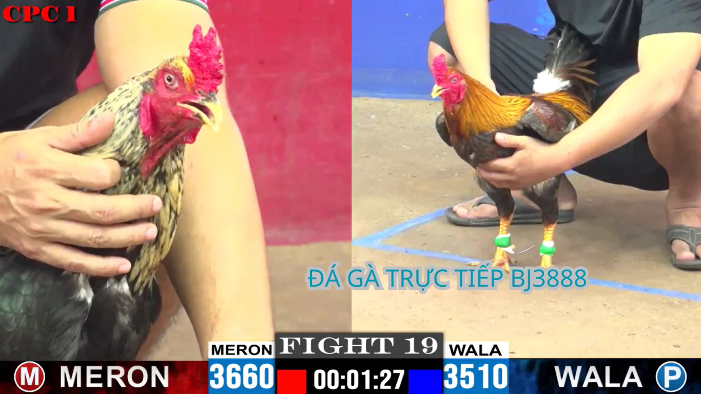 TRANG CHỦ ĐÁ GÀ TRỰC TIẾP BJ3888